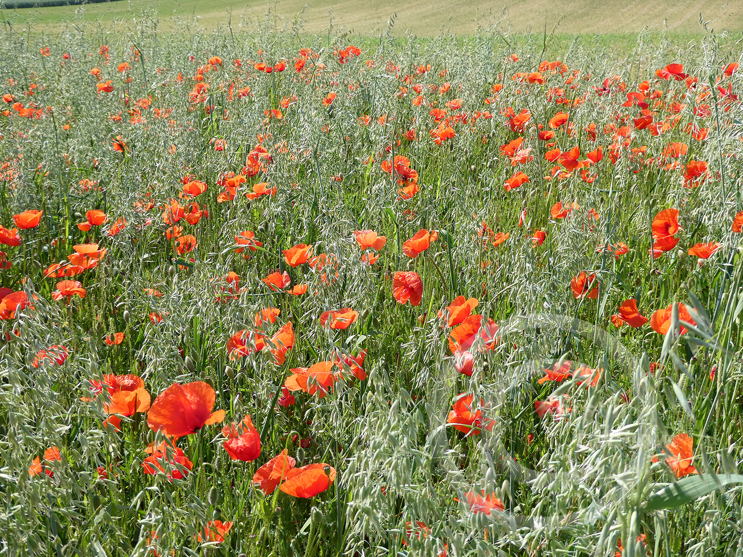 Klatschmohn Papaver rhoeas im Getreideacker