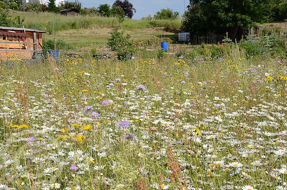 Blumenwiese Külsheim 2023