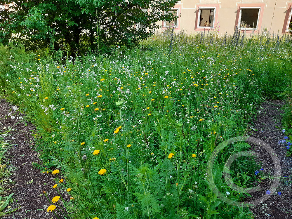 Fast wöchentlich verändert sich der Blühaspekt. Hier 12 Monate nach der Ansaat mit Gewöhnlichen Bitterkraut (Crepis biennis) und Gewöhnlichen Leimkraut (Silene vulgaris).