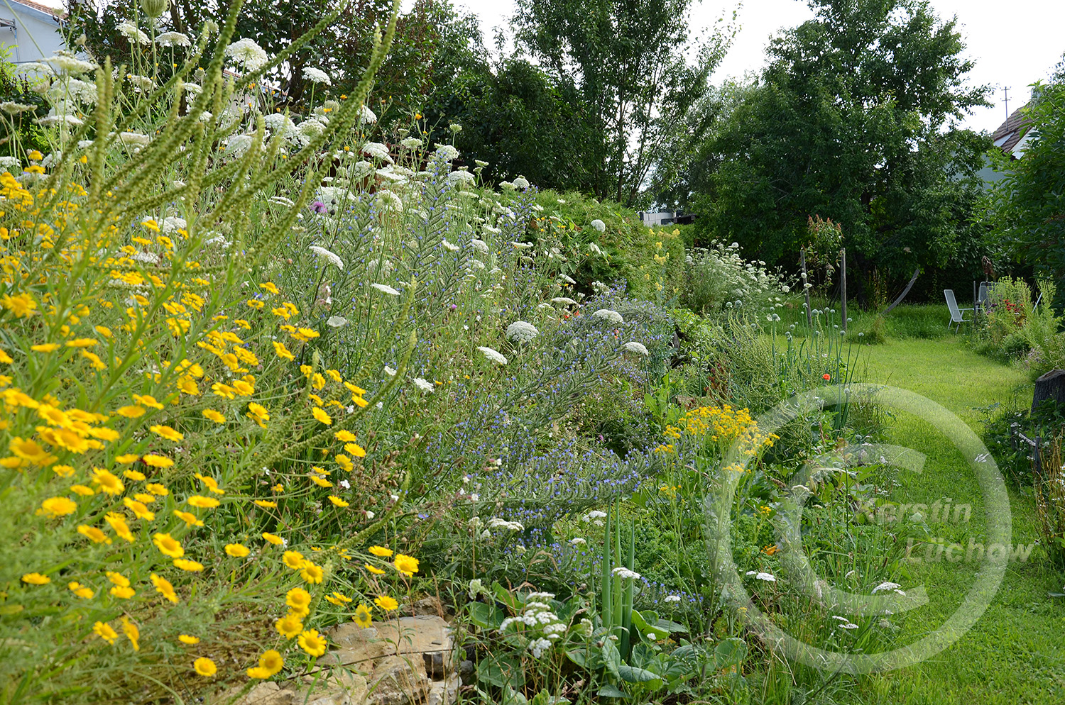 Wildblumenmeer Mitte Juli. Die Wilde Möhre (Daucus carota) dominiert das Beet. 