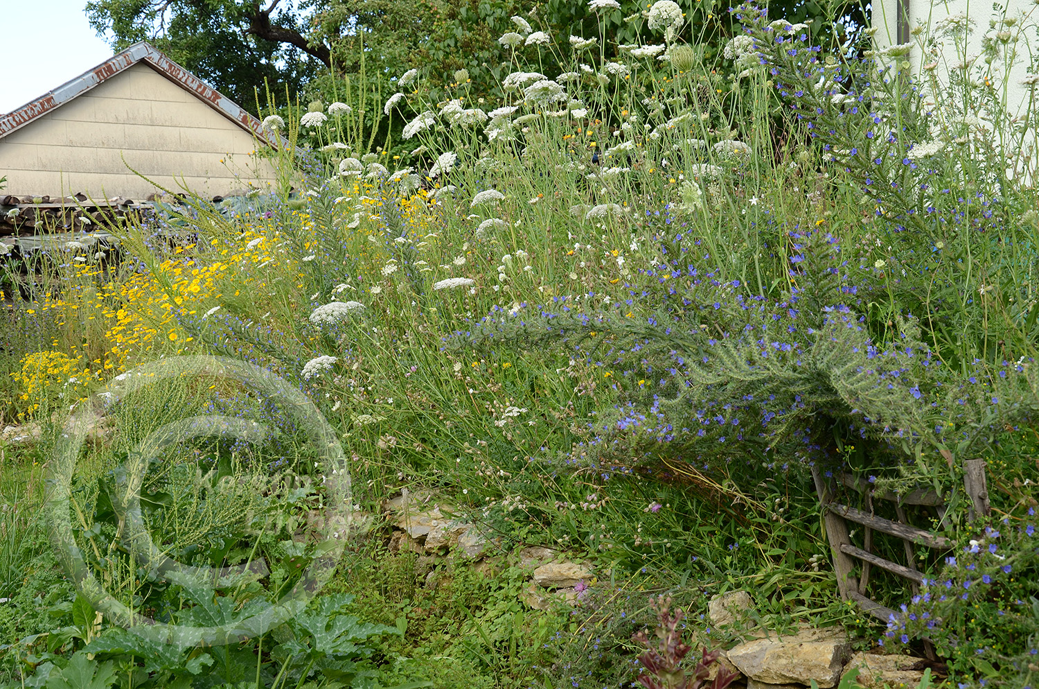 Wildblumenvielfalt im Rausch der Farben.