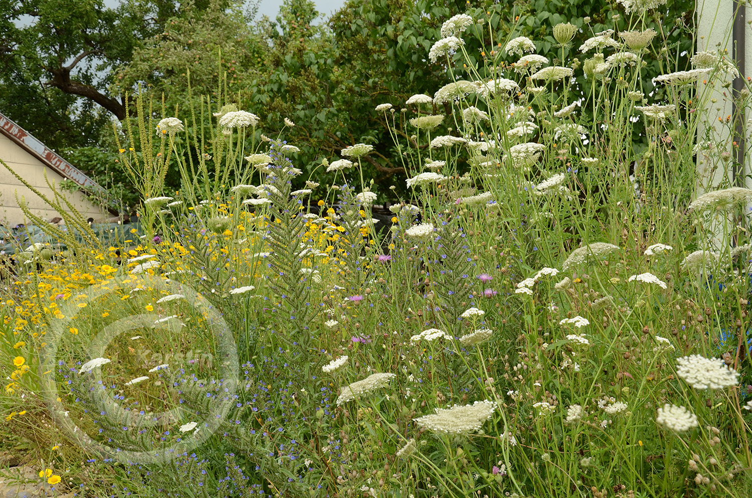 Wildblumenmeer Mitte Juli. 