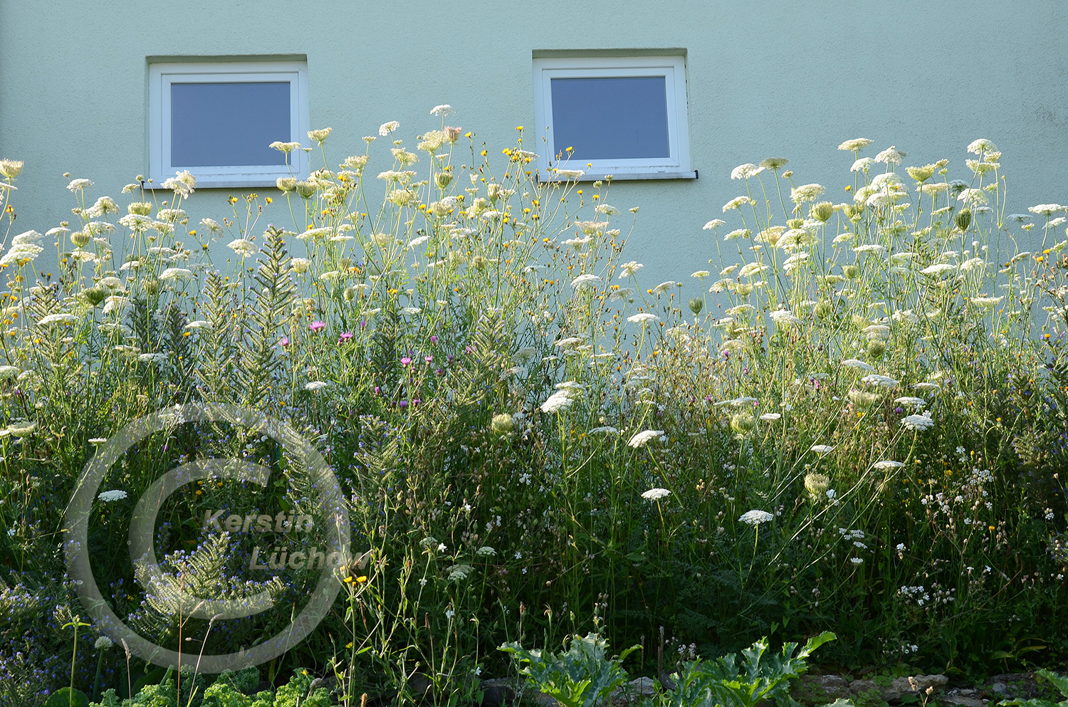 Mitte Juli, 13 Monate nach der Ansaat, übernimmt die Wilde Möhre (Daucus carota) das Geschehen. Vor vier Wochen dominierten noch die Lichtnelken, die jetzt kaum noch auffallen und in die Samenreife übergehen. 