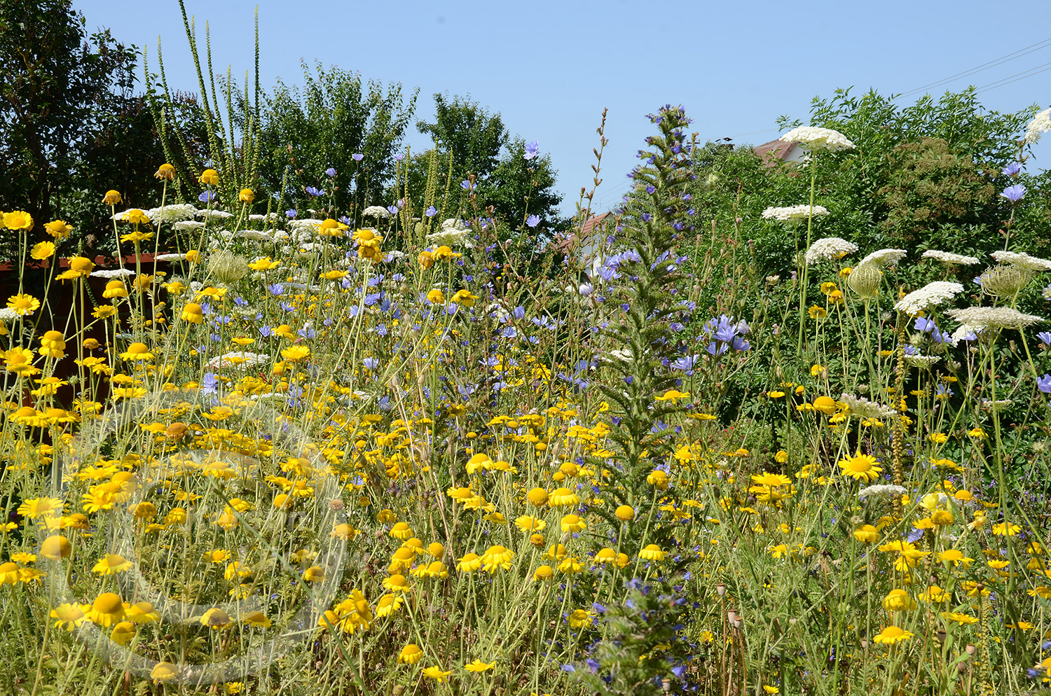 Wildblumenträume