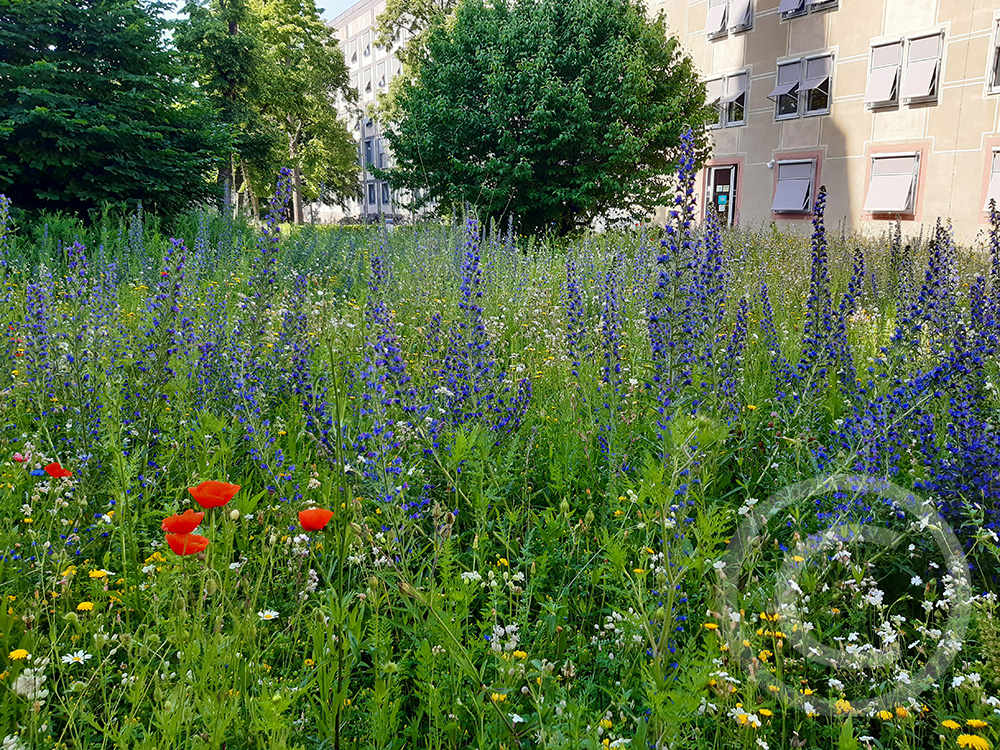 100% Magerrasen im ersten Jahr, angesät im öffentlichen Park der Regierung Unterfranken, Würzburg (© Foto: Klaus Scheder)