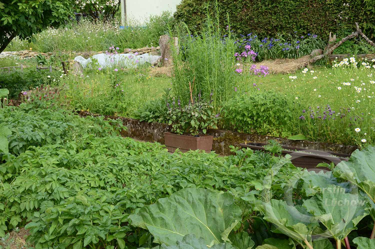 2021 war ein Kartoffeljahr mit neun seltenen Sorten vom Bio-Hof Jeebel. Paralell dazu entstand ein neues Beet mit essbaren Blütenpflanzen.