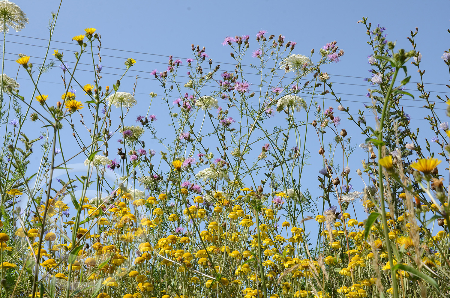 Vielfalt - Schönheit - Natur. 