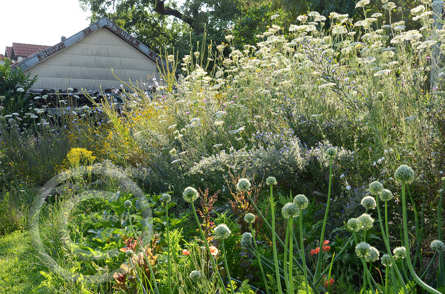 Wer ein Wildblumenbet hat, braucht keine Hecke und keinen Zaun.