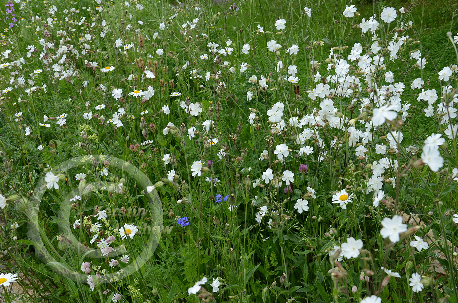 Die Blüten der Weißen Lichtnelke öffnen sich in der Abenddämmerung. Als Nachtdufter locken sie zahlreiche Nachtfalter an, die wiederum von Fledermäusen gejagt werden. 