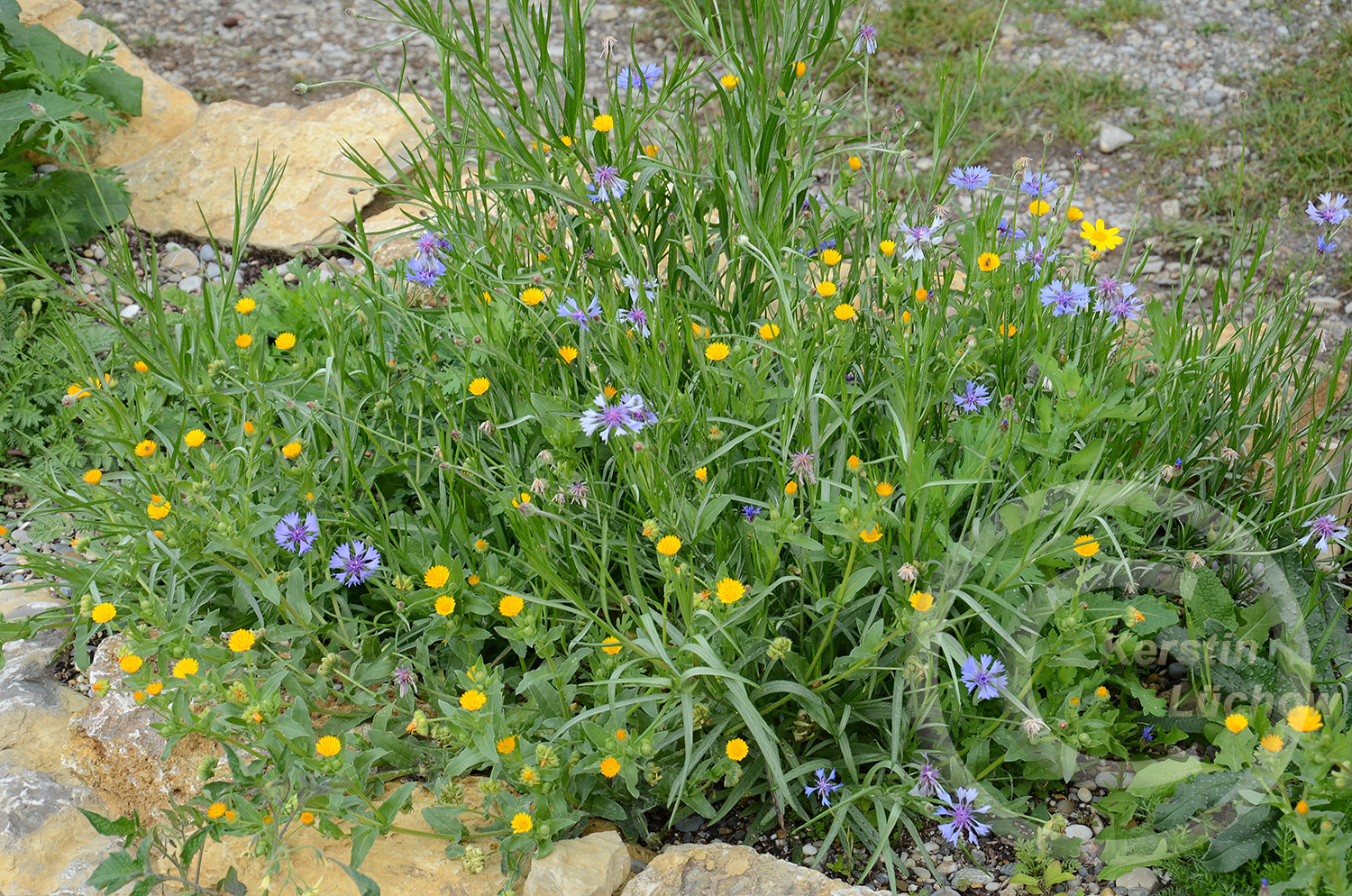 Die Feldblumen (Ackerbegleitpflanzen) wurden extra zugemischt, damit schon im ersten Jahr etwas blüht. 