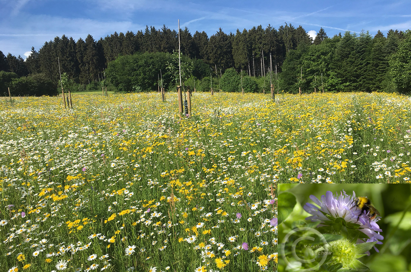 Gebietseigene Blumenwiesenmischung (50% Blumen/50% Gräser), angepasst an das Gebiet Schwarzwald "Neckar-Tauber-Gäuplatten" (© Foto: Familie Rosenstihl).