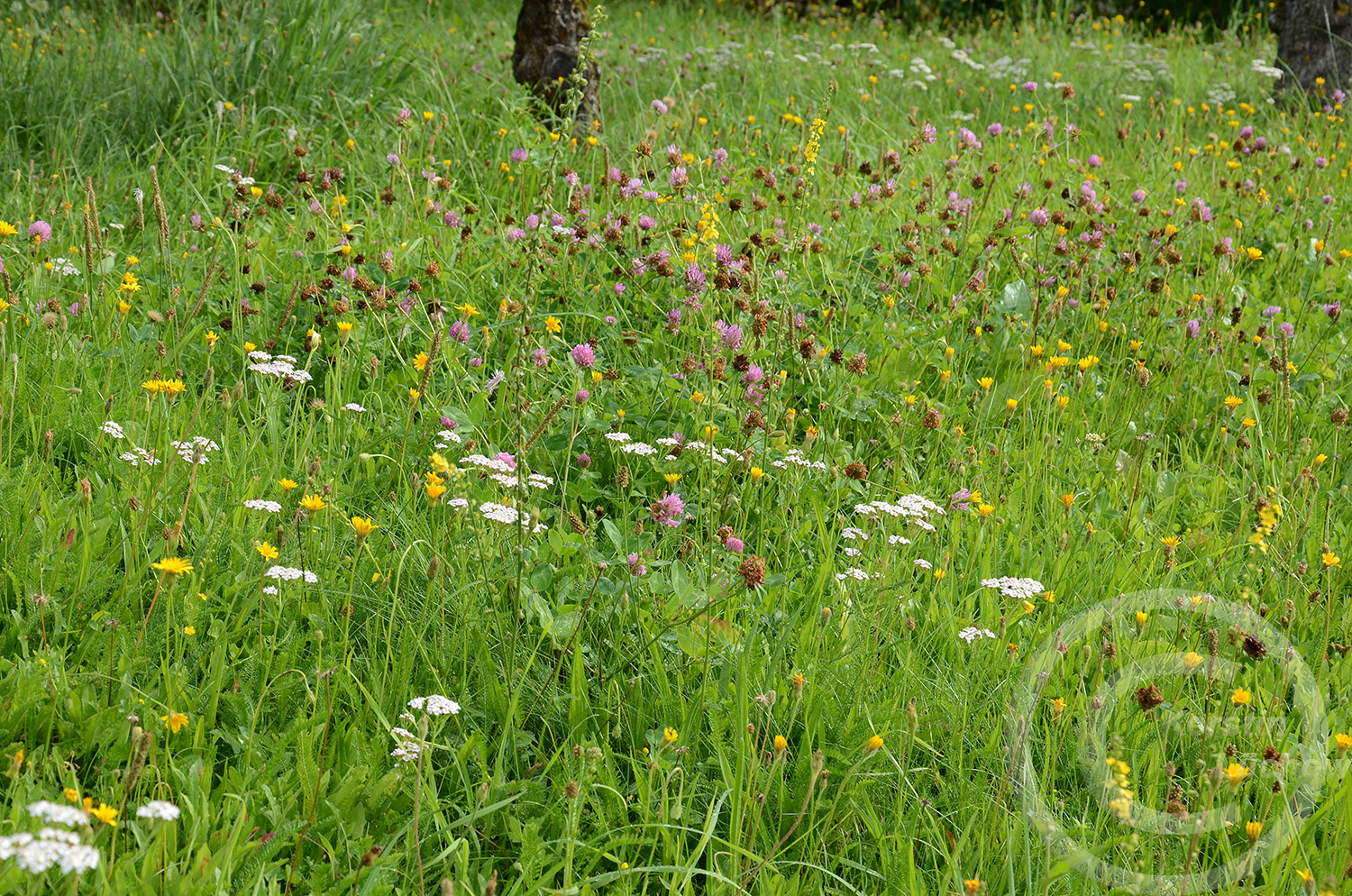 Heuschrecken, Wildbienen, Hummeln, viele Nachtfalter, zahlreiche Glühwürmchen und viele andere Gäste finden hier wieder einen Lebensraum.