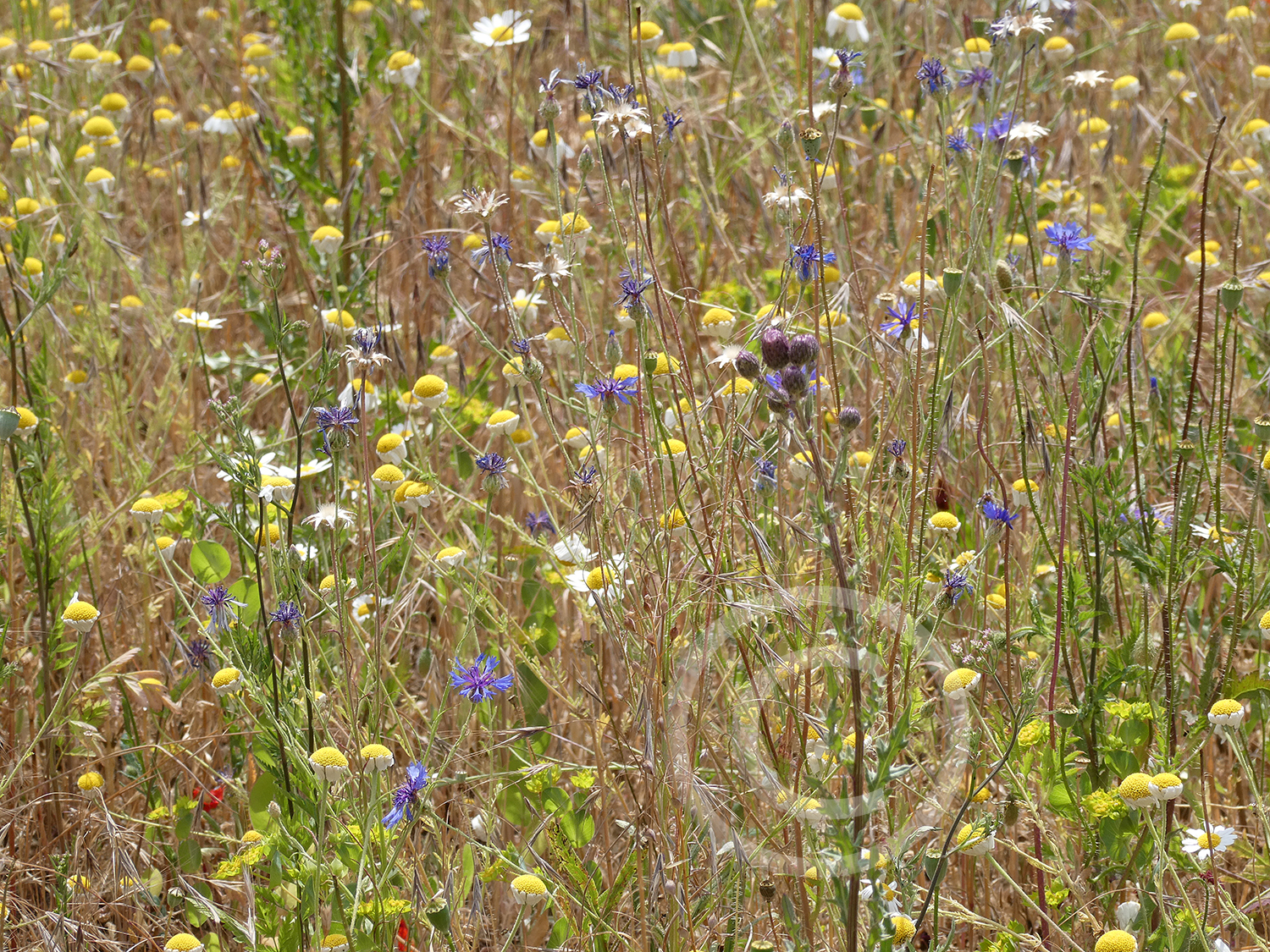 Feldblumen (Ackerwildkräuter) auf dem Getreideacker