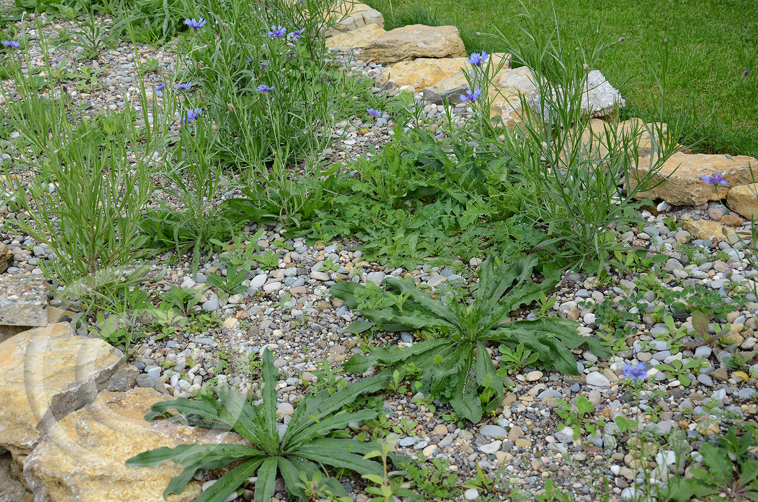 Als Substrat dient 0/16er Kies mit einer 2cm dicken, leicht eingearbeiteten Grünkompostschicht. 3 Monate nach der Ansaat sind Natternkopf, Weiße Lichtnelke und viele andere Arten gut erkennbar. Die Kornblume ist aus dem Garten zugeflogen.