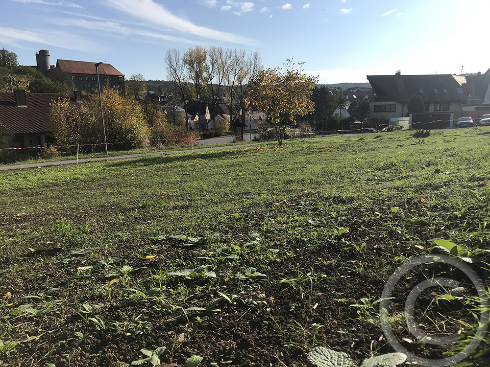 Erstaunlich: bereits vier Wochen nach der Anssat keimte es, obwohl nicht bewässert wurde (31.10.2020)