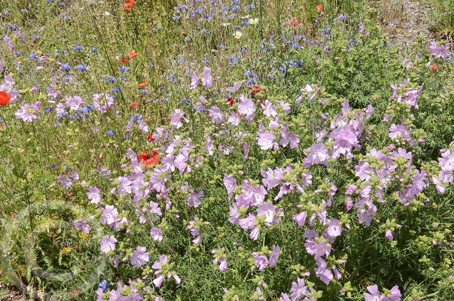 Zarte Wildblumenblüten statt grasgrüner Ausgangsfläche (12. Juni 2020)