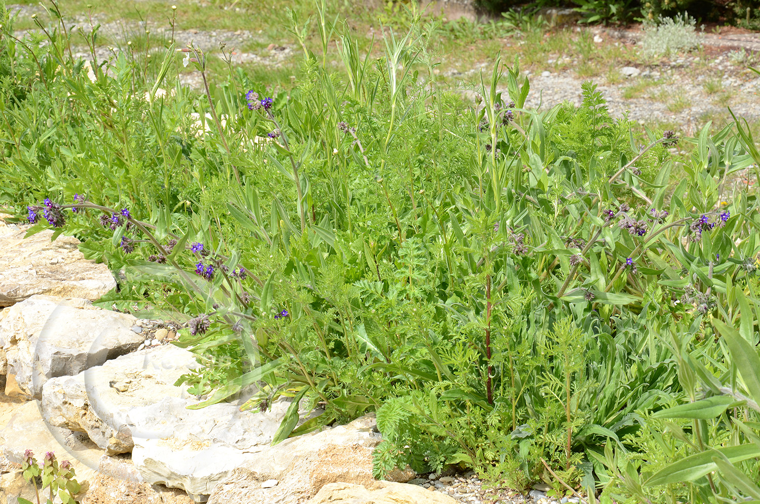 Mitte Mai, die mehrjährigen Wildblumen blühen erstmalig 11 Monate nach der Ansaat. 