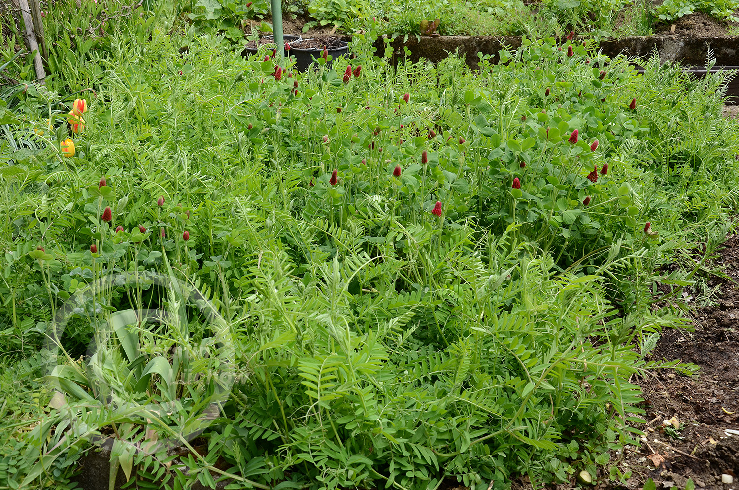 Inkarnatklee (rechts) ist ein schnellwüchsiger, bienenfreundlicher Stickstoffsammler und besonders für den Winter-Zwischenfruchtanbau geeignet. Die Saatwicke (vorne) sorgt für kräftige Durchwurzelung, gute Bodengare und hohe Stickstoffanreicherung.