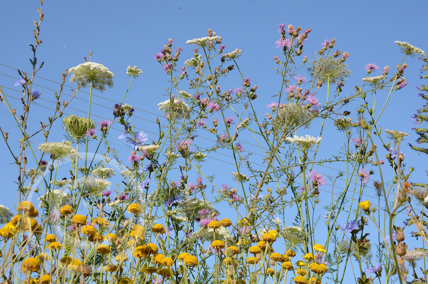 Vielfalt - Schönheit - Natur. Insektenbuffet vom Feinsten.