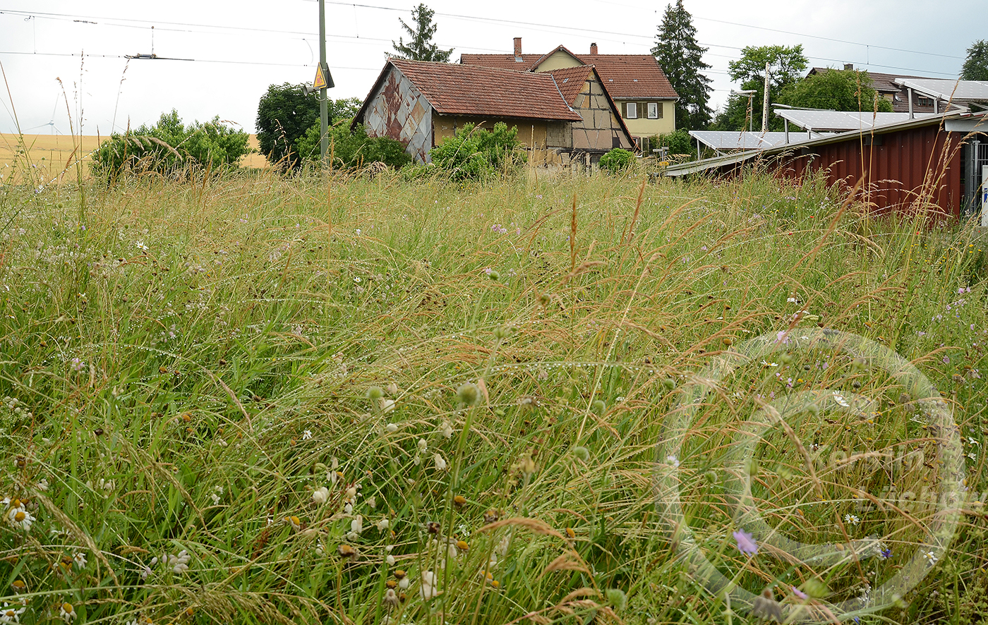 Vom regenreichen Jahr 2021 profitierten vor allem Wildgräser. Aus Zeitmangel konnte erst Ende Juni gemäht werden, es war fast schon zu spät