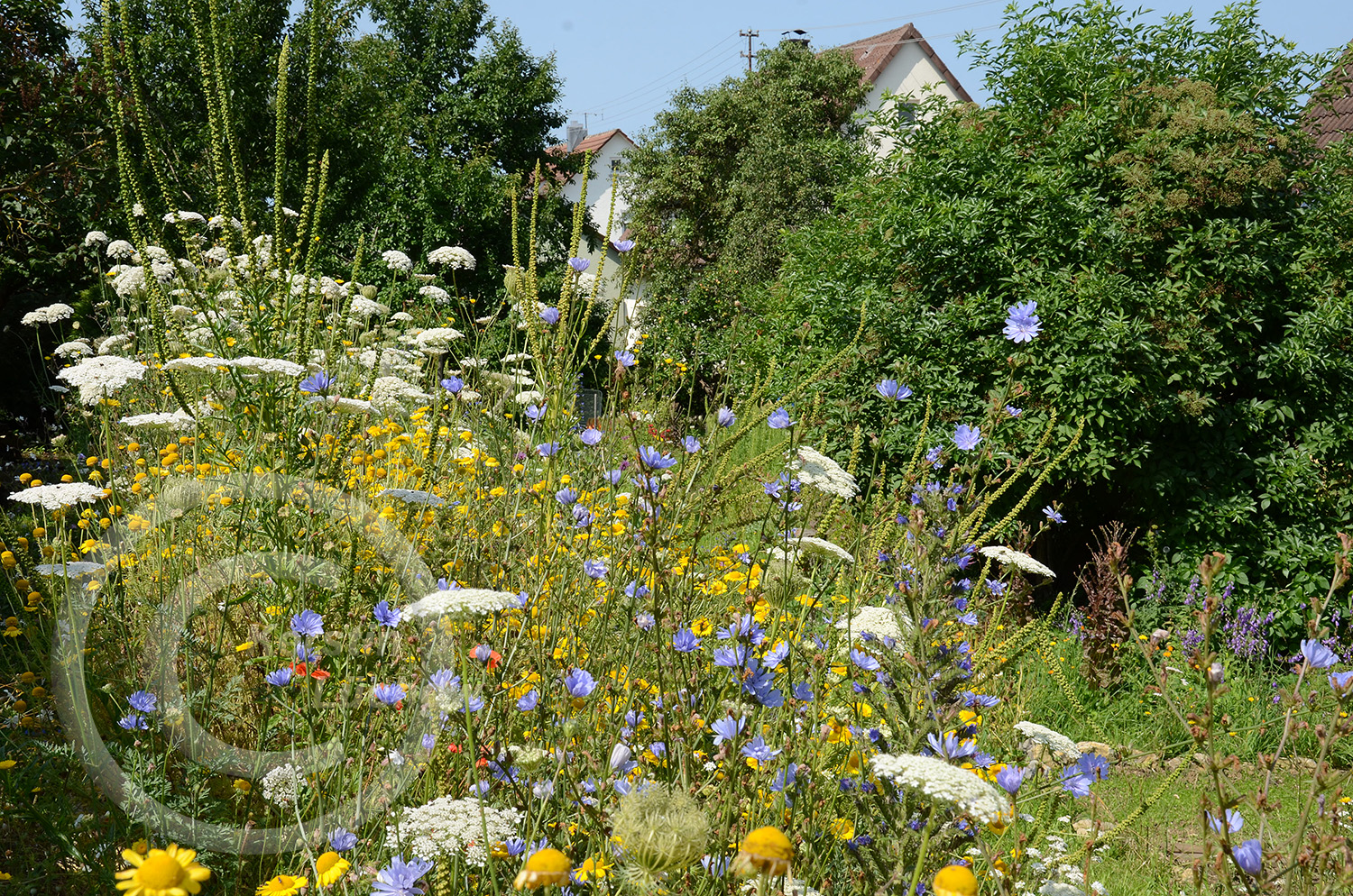 Wildblumenträume