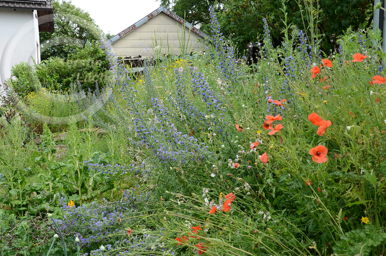 Wildblumenmeer - Ende Juni, ein Jahr nach der Ansaat.