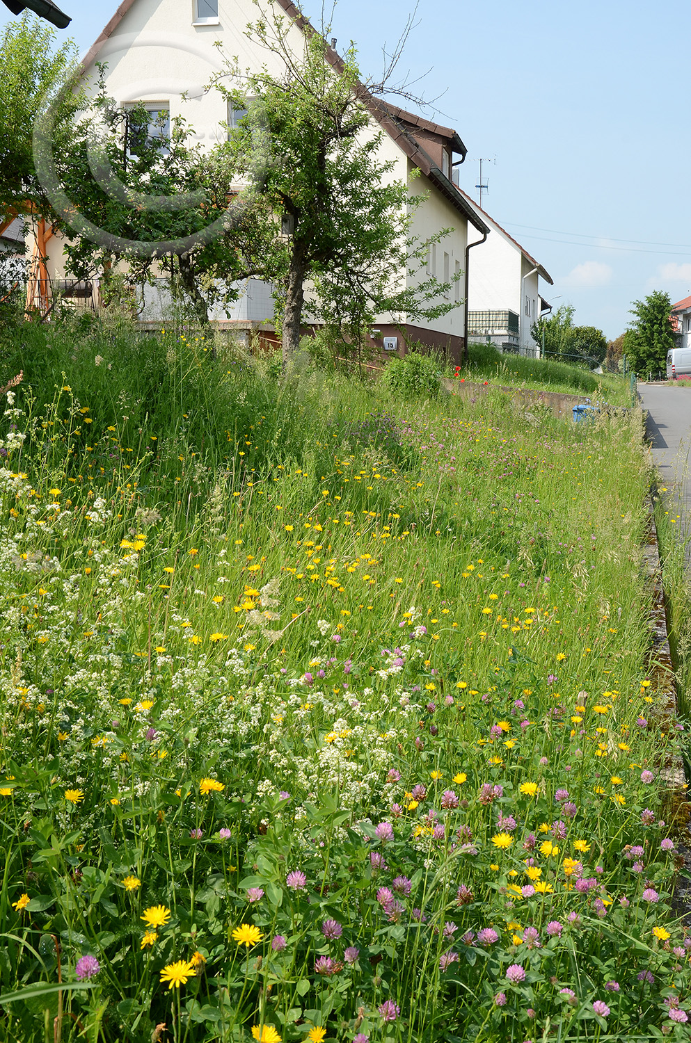 Veilchen, Rauer Löwenzahn, Wiesen-Margeriten, Rot-Klee, Hopfen-Klee, Wiesen-Pippau u.v.a. bilden langsam eine stabile Wiesengesellschaft. Auch eine Orchidee hat -leider nur einmal- geblüht.