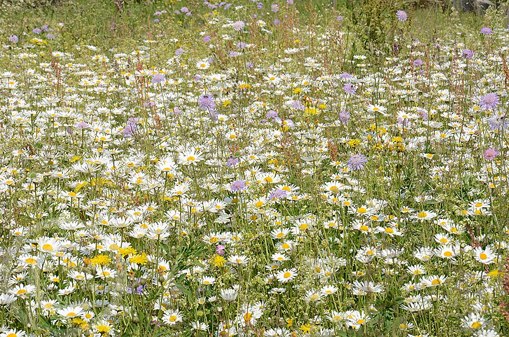 Blumenwiese - Wildblumen-Saatgut, Vortrge, Naturgartenberatung, Fotos