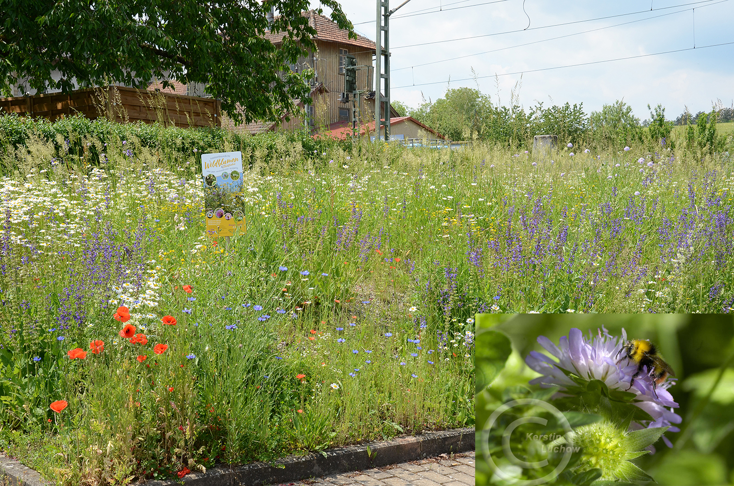  Standardmischung Blumenwiese UG11 (50% Blumen/50% Gräser) in Ahorn-Eubigheim neben dem Kundenparkplatz des Edeka-Marktes.