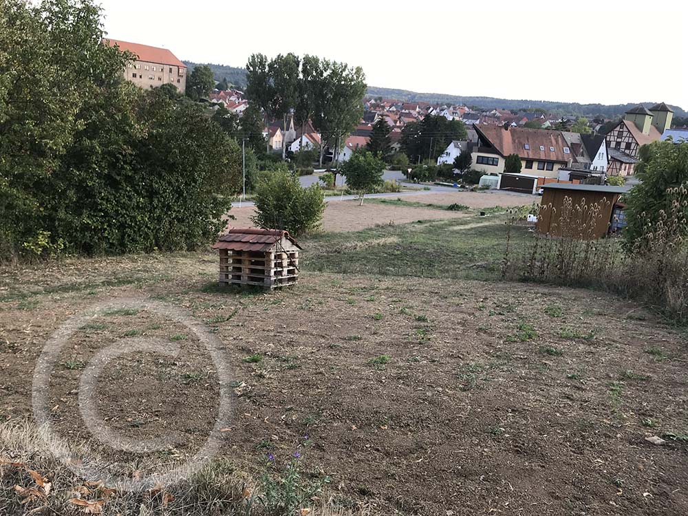  Da einige Gräser aus dem Altbestand wieder durchwachsen werden, sät man Mischungen mit 100% Wildblumen (ohne Gräser) aus. 