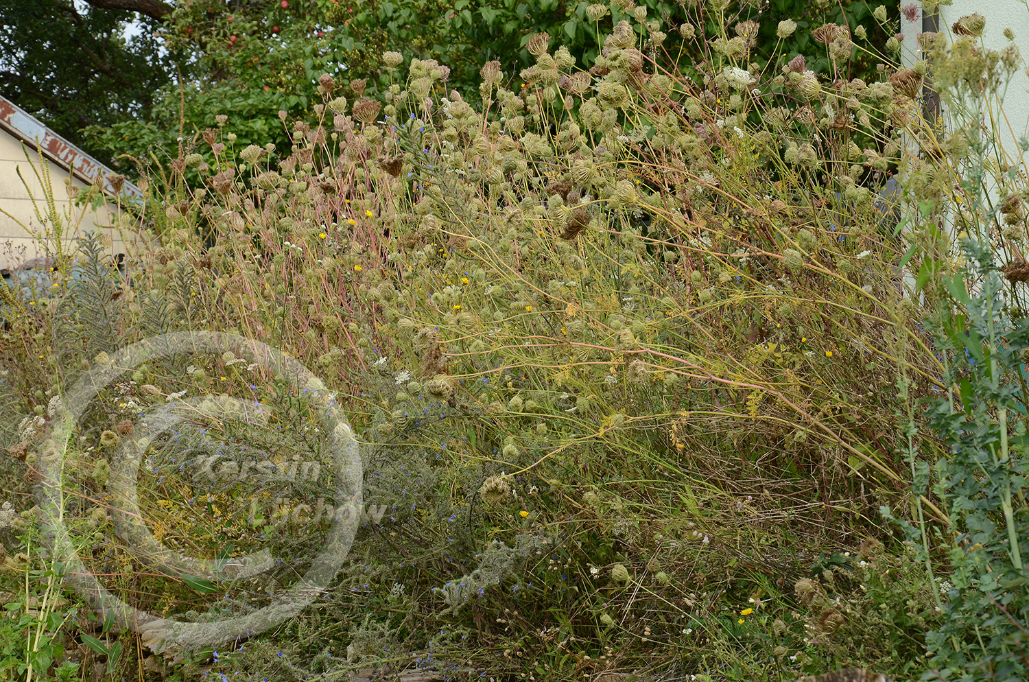 Ende August ist die Hauptblüte vorbei. Wie wird der Magerrasen zukünftig gepflegt? Als Wiese? Oder Saum? Die Entscheidung fällt schwer. Aber: er wird gemäht! 