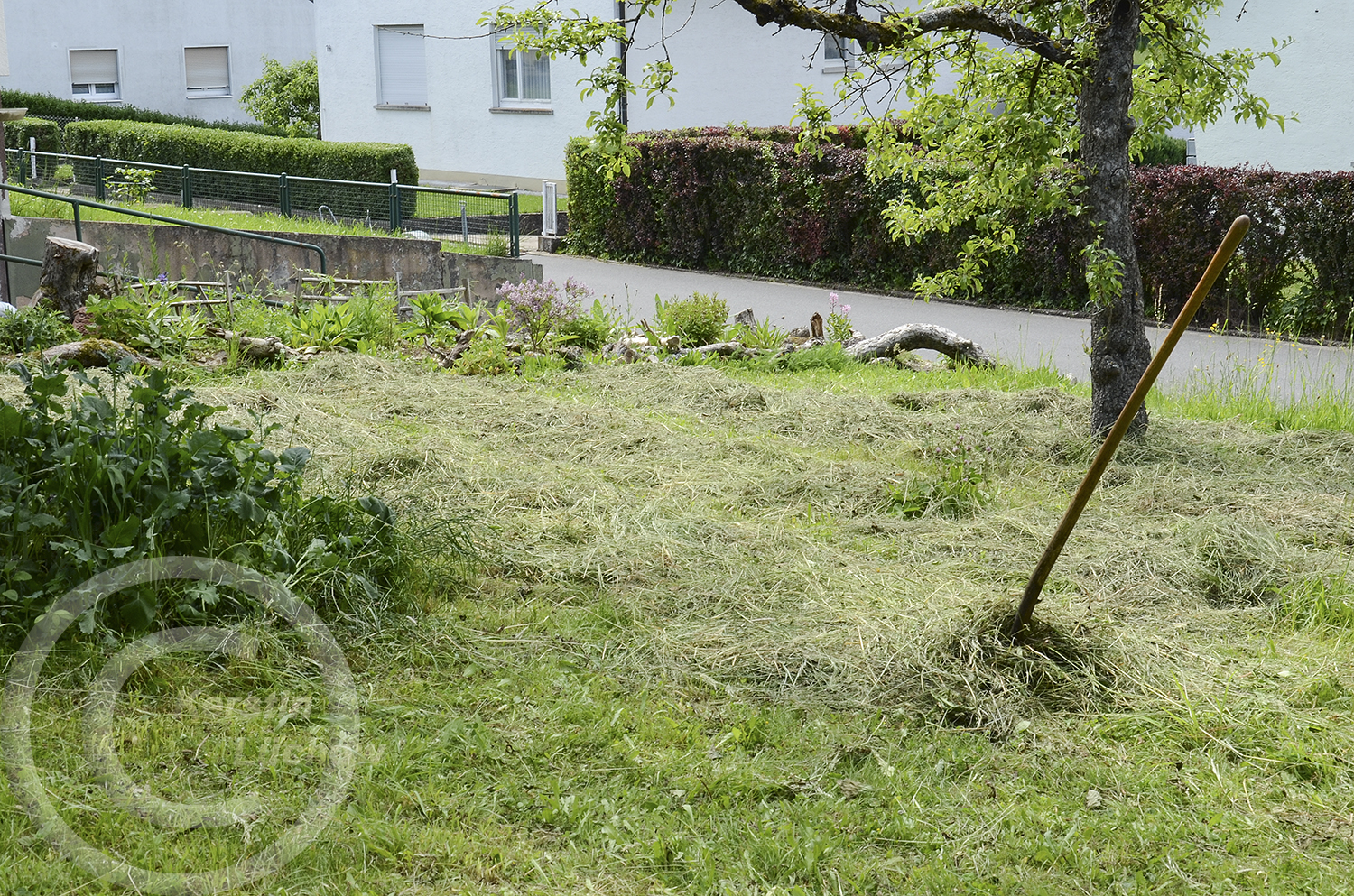 Das Mahdgut wird drei Tage auf der Wiese getrocknet und anschließend als Mulch für die Gemüsebeete und Baumscheiben verwendet. Oder als Ziegenfutter verschenkt.