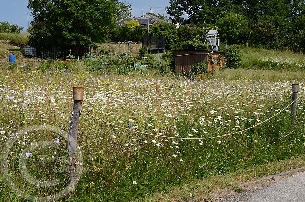Blumenwiese Külsheim 2023