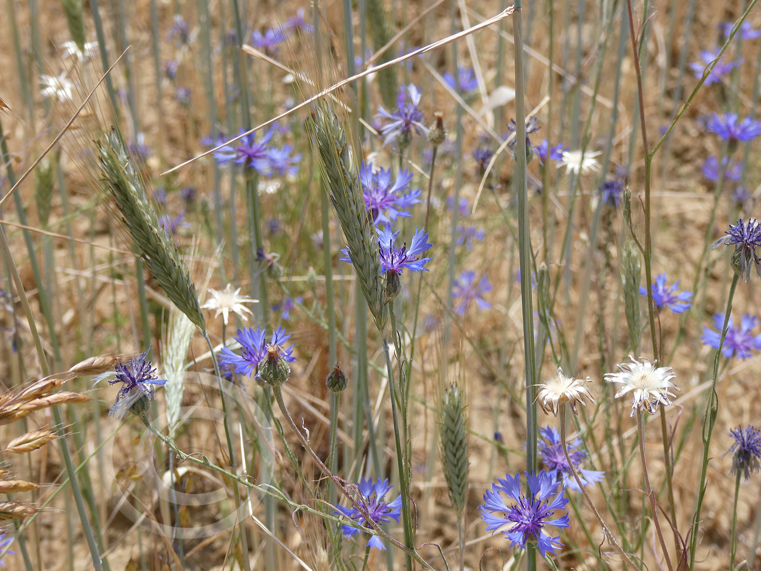 Feldblumen (Ackerwildkräuter) auf dem Getreideacker: 