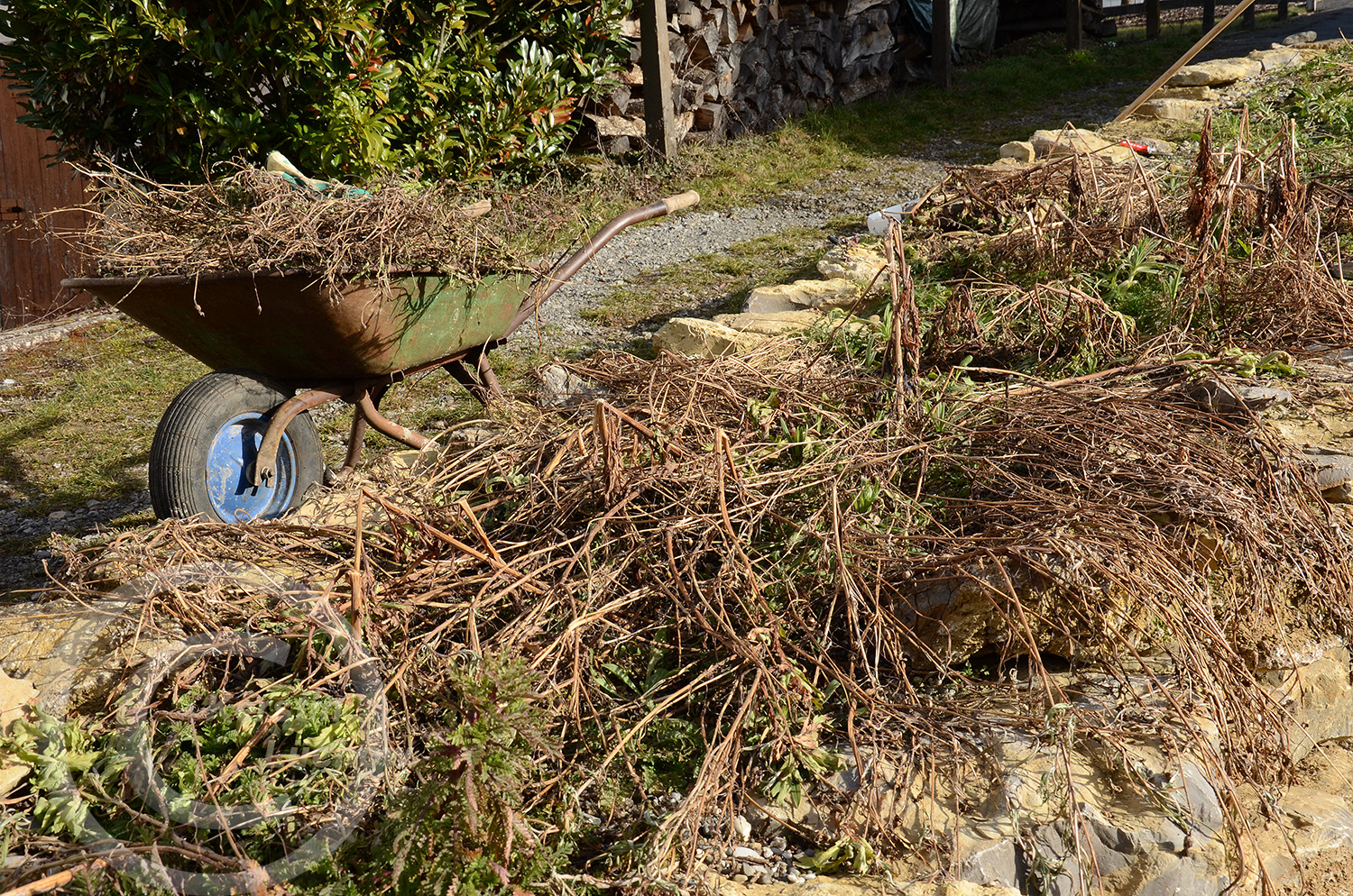 Zweites Jahr, Ende Februar. Die abgestorbenen Stängel und Samenstände haben überwintert. Sie lassen sich jetzt leicht entfernen und werden in einer Gartenecke gelagert, damit überwinternde Insekten ausschlüpfen können. 