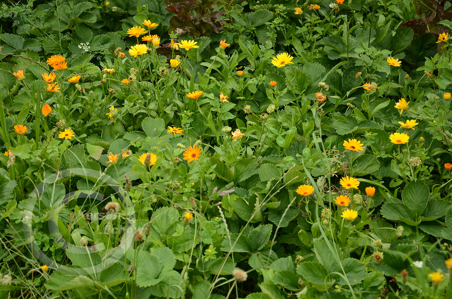 Einjährige Ringelblumen wurden zwischen die Erdbeeren gesät - sie verbessern die Bodenstruktur.