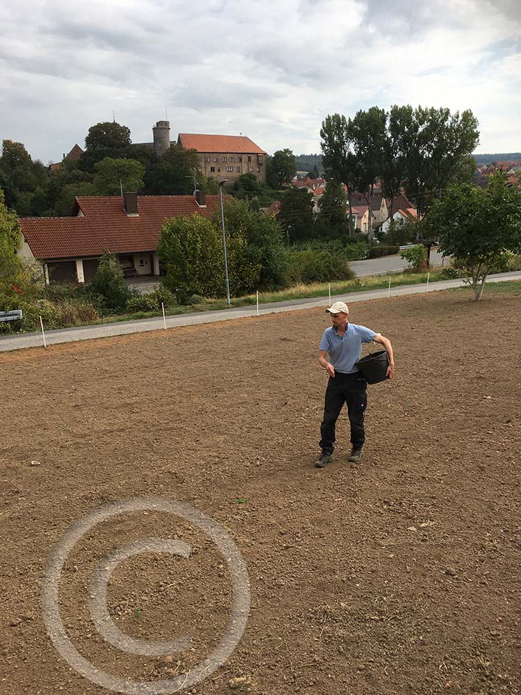 Handsaat:  Einmal quer und einmal längs wurde die neue Wiesenmischung aus Wildblumen und Wildgräsern oben auf dem Boden angesät (23.09.2020) 