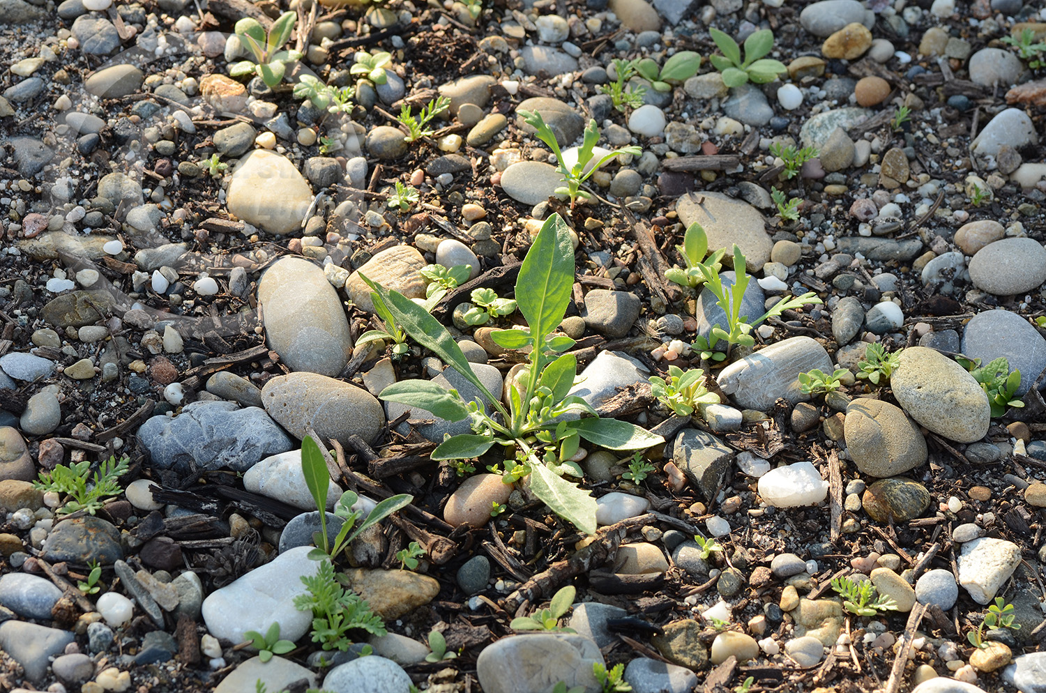 Geduld ist das Schlüsselwort bei Wildblumenansaaten. Viele Arten wachsen erst nach Monaten. So sah es sechs Wochen nach der Ansaat aus. 