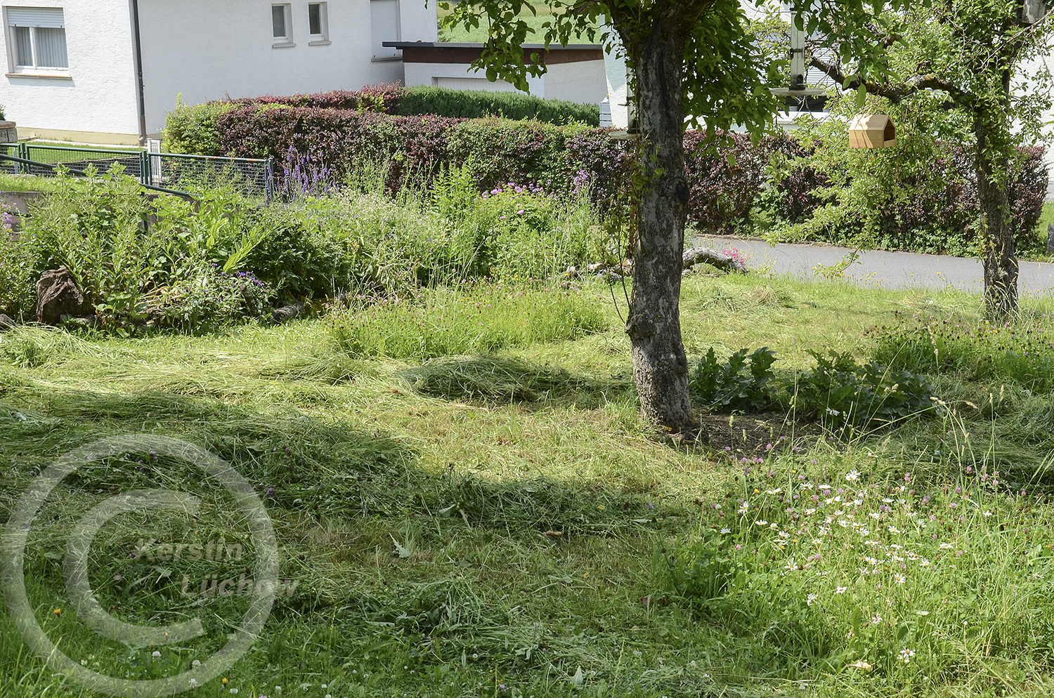Sensen ist gut für die Wiesenbewohner, denn sie werden nicht verletzt und können rechtzeitig in ungemähte Areale flüchten