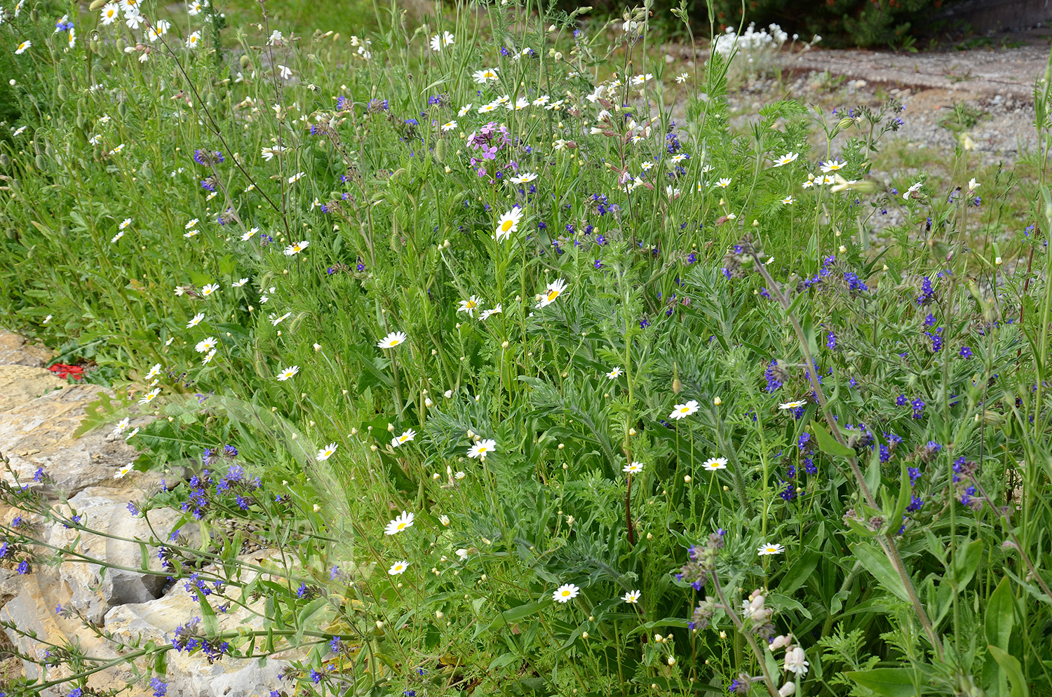 Anfang Juni, 12 Monate nach der Ansaat. Die Margeriten (Leucanthemum ircutianum) sind zusammen mit den blauen Blüten der Ochsenzunge ein Traum. 