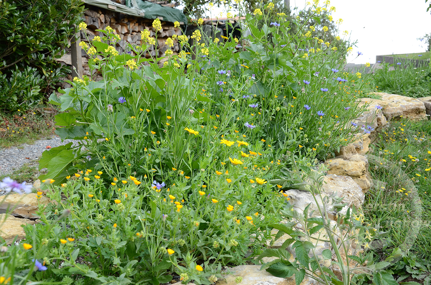 Woche für Woche, Jahr für Jahr sehen Wildblumenbeete immer wieder anders aus.
