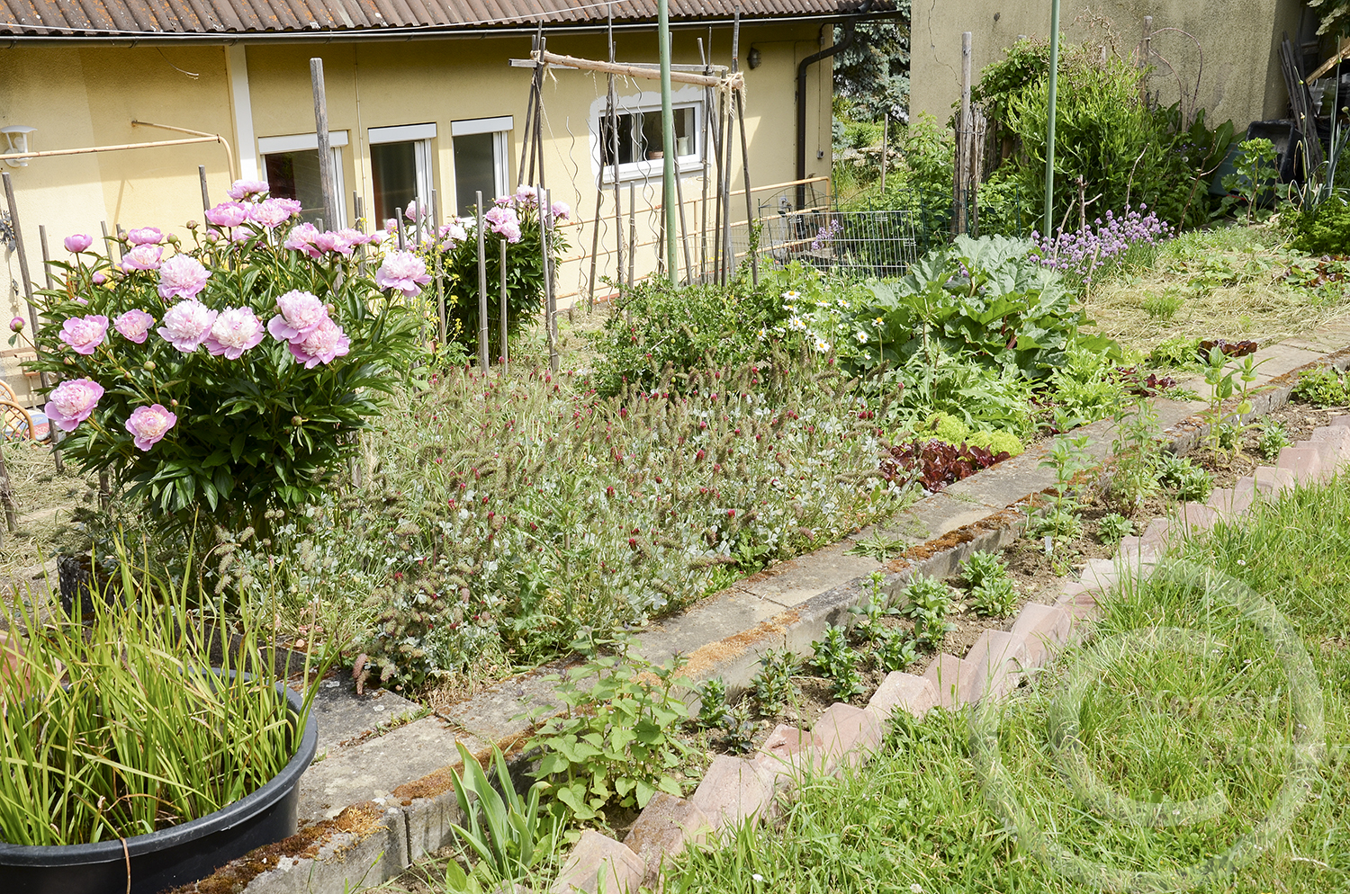 Die Pfingstrose stammt von den Vorgängern. Sie darf im Gemüsebeet stehen, da ihr Duft einzigartig ist. Abgeerntete Beete werden sofort mit Gründüngung eingesät.