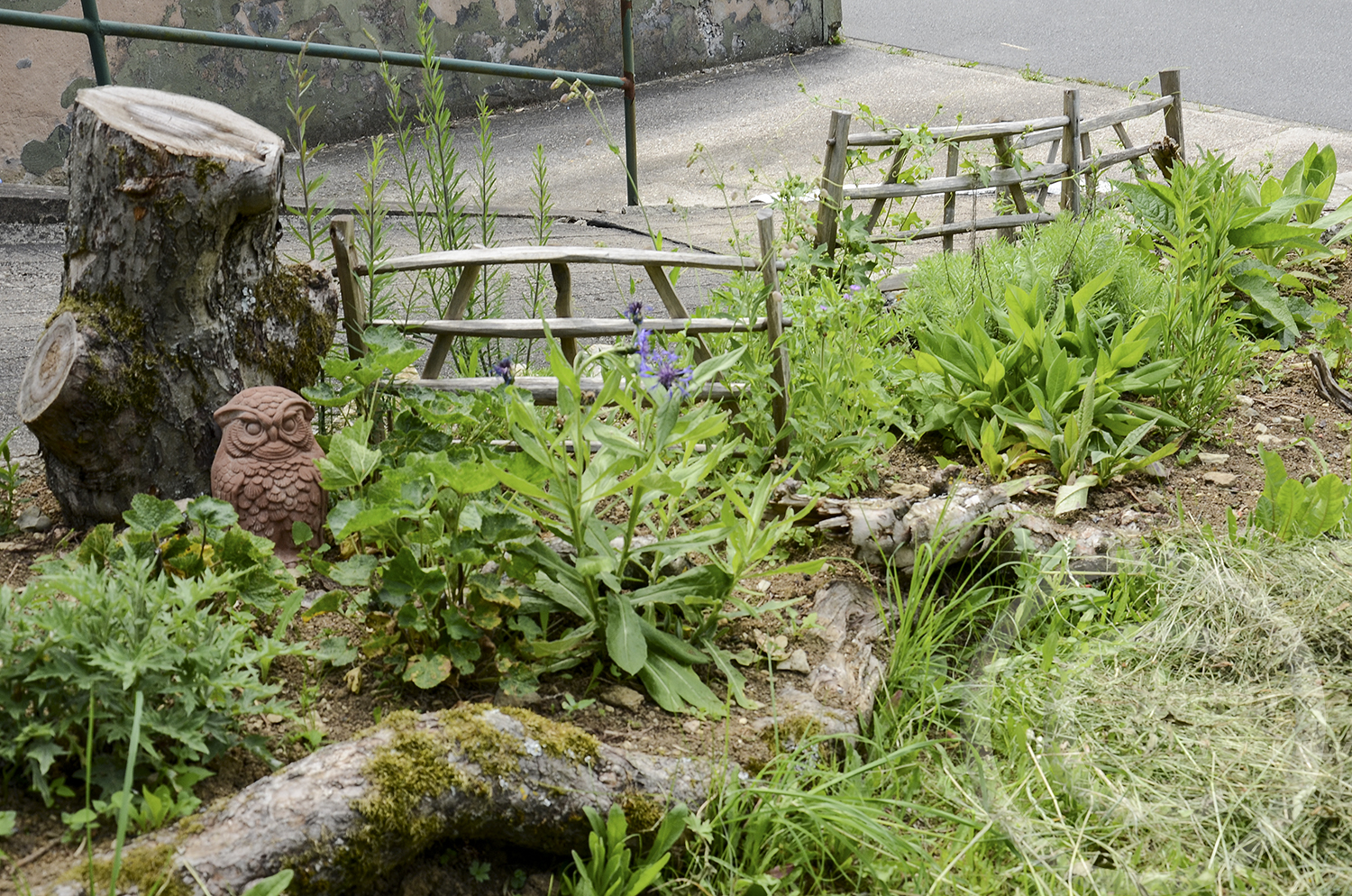 Ein Jahr später (2020) wachsen im Totholzbeet Wildpflanzen wie Nachtviole, Aufgeblasenes Leimkraut, Schwalbenwurz, Flockenblumen, Königskerzen u.a.