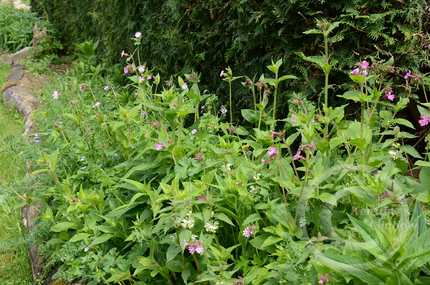 Schattsaum 100% Wildblumen im ersten Jahr Anfang April, angesät im Privatgarten Ahorn-Eubigheim