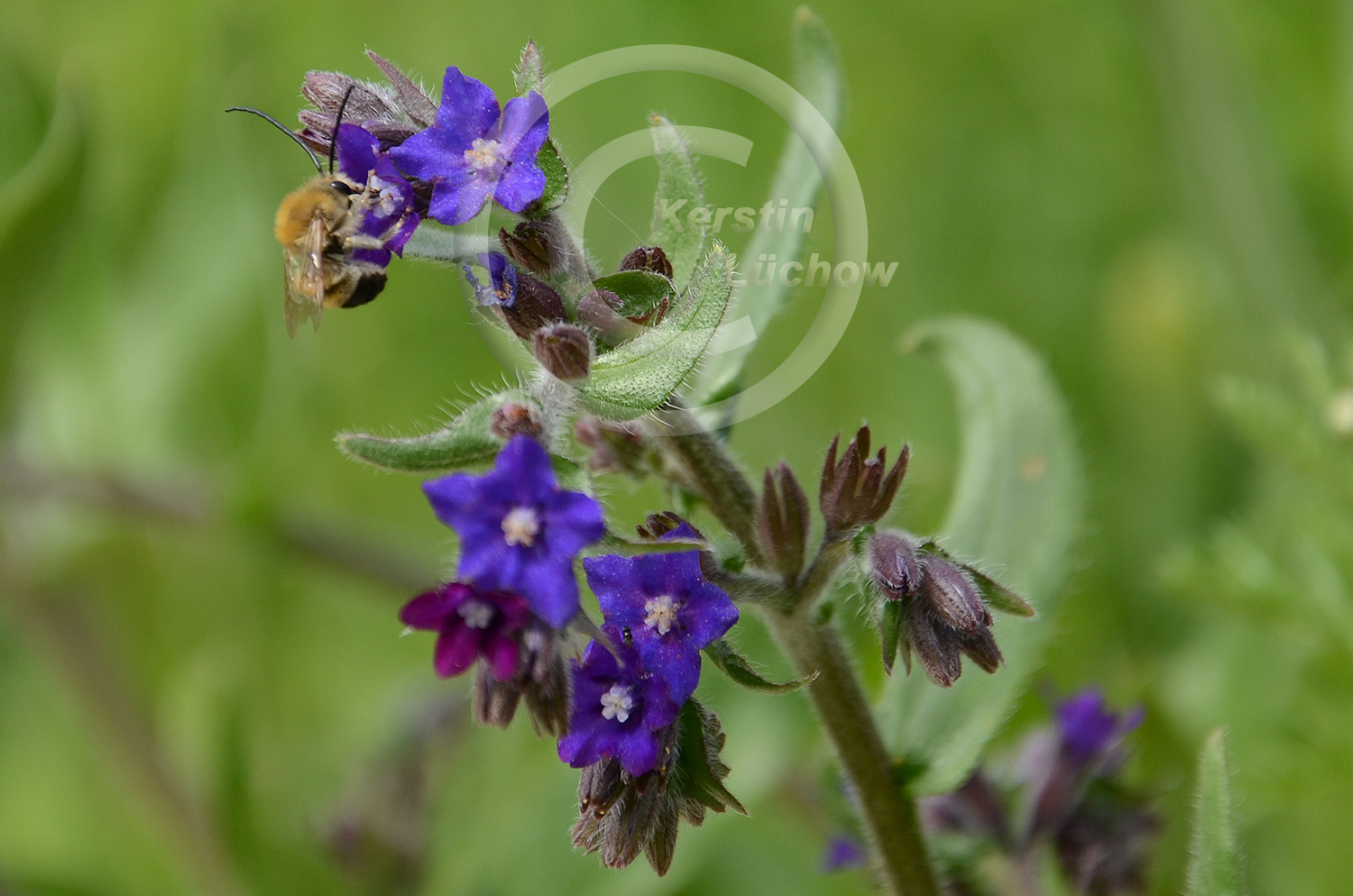 Die Gewöhnliche Ochsenzunge (Anchusa officinalis) ist ein Wildbienenmagnet. Hier mit Mai-Langhornbiene, die ich erstmalig im Garten beobachten konnte. 