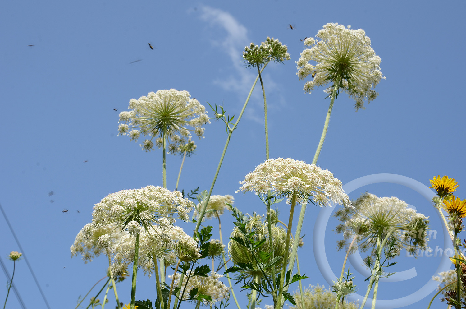 Sehen Sie die kleinen schwarzen Punkte? Das sind Insekten. Sehr viele. Überall. Obwohl 2021 ein regenreiches Jahr war, sind sie da. 