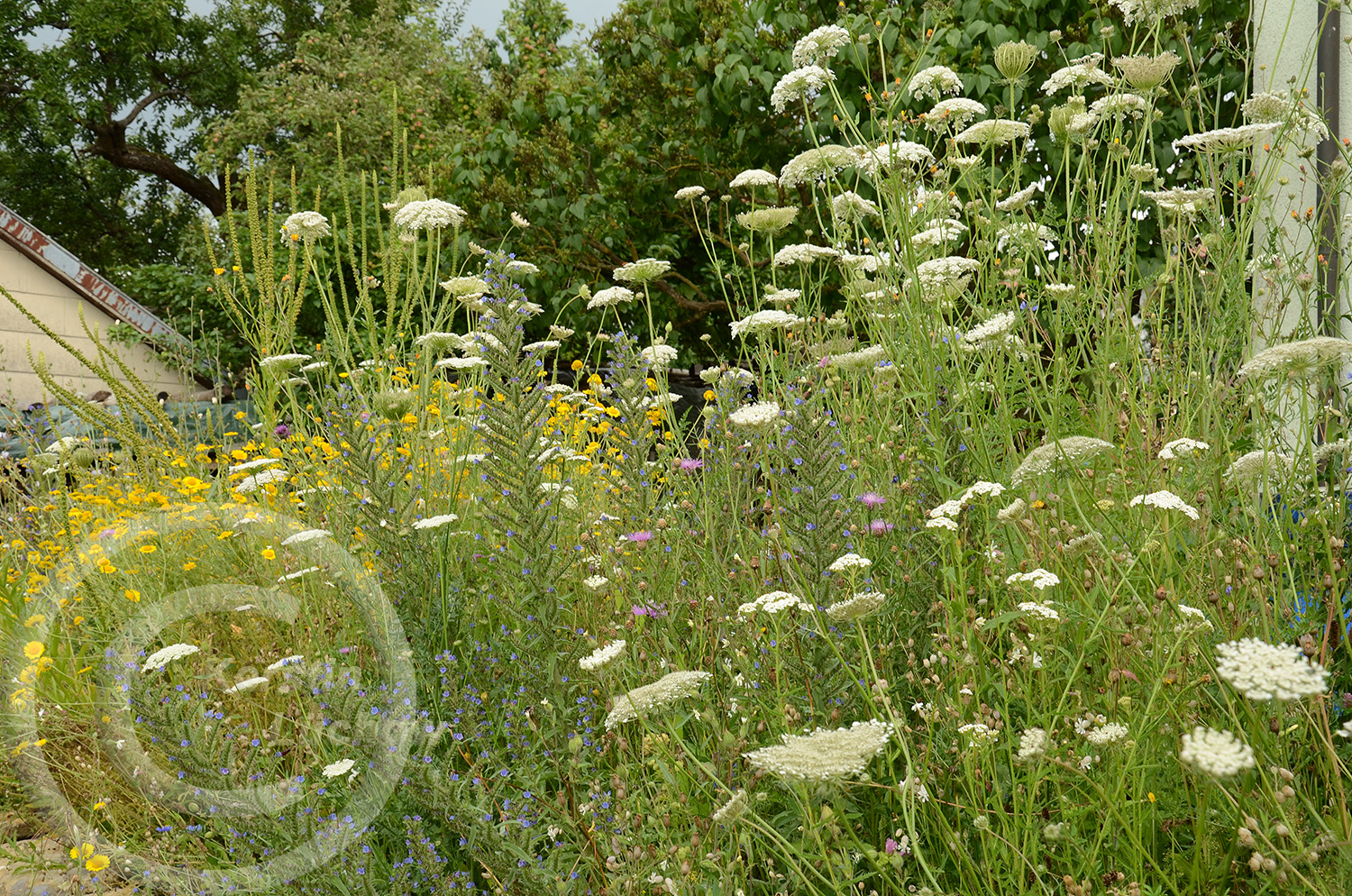 Wildblumenträume