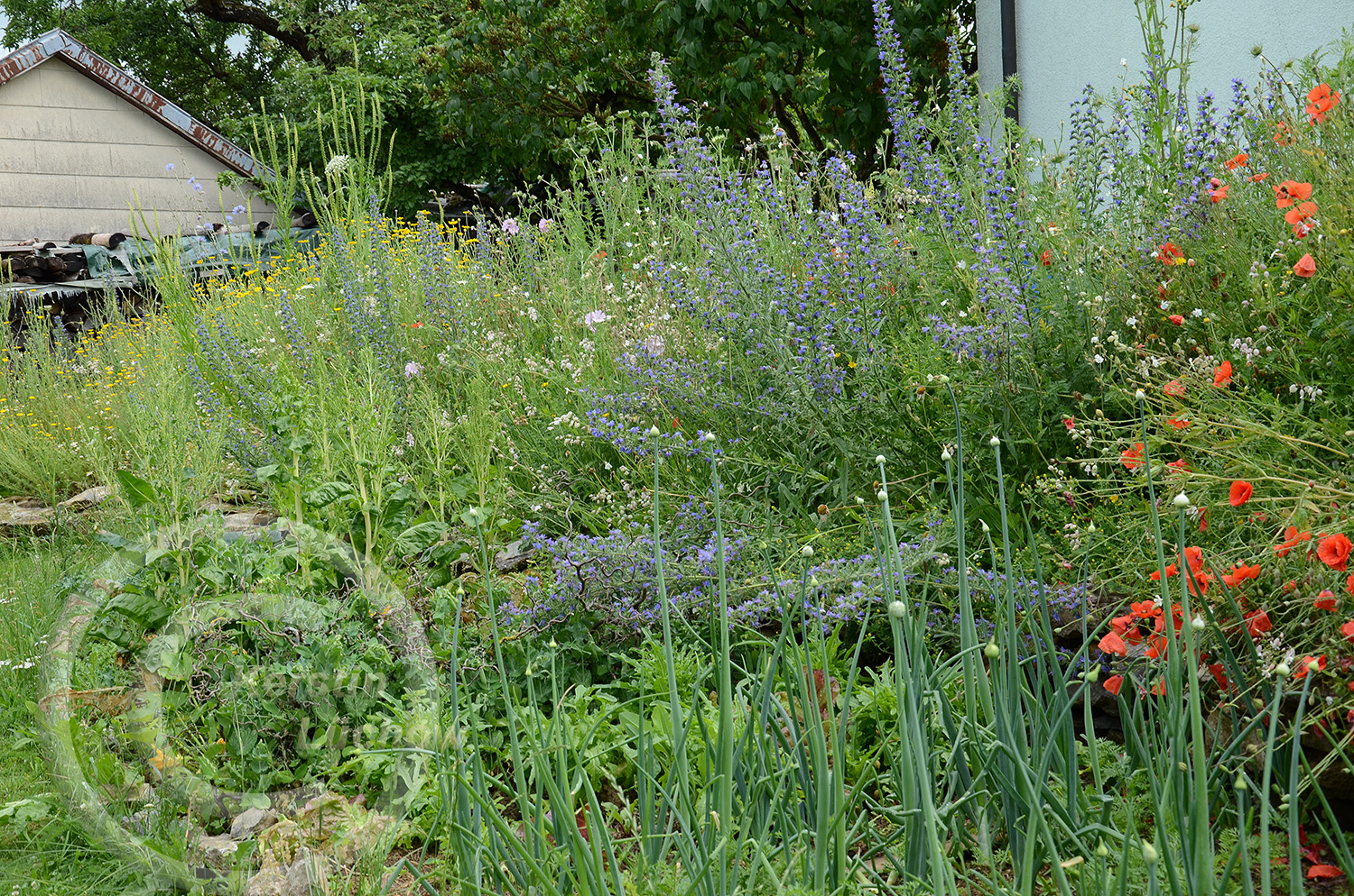 Wildblumenmeer - Ende Juni, ein Jahr nach der Ansaat.