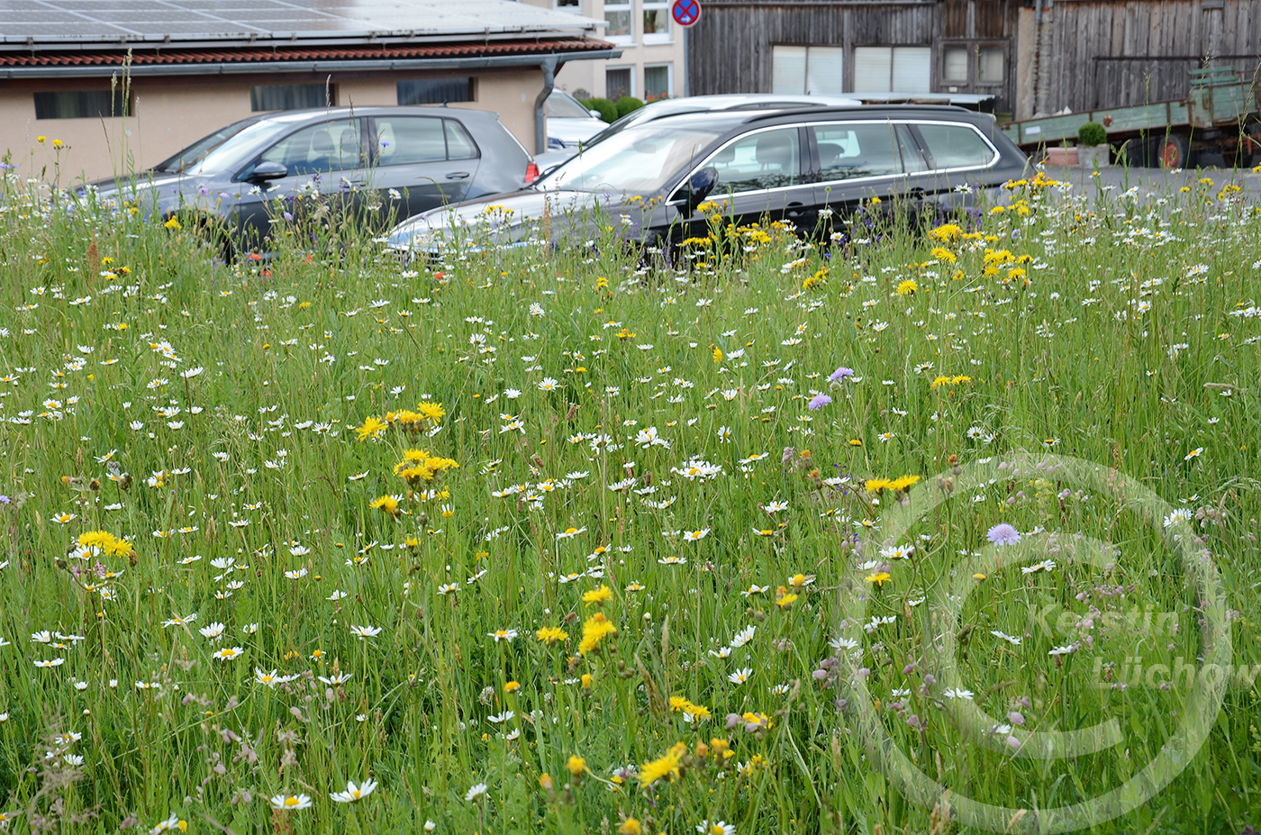 Filigrane Blüten Anfang Mai, ein Jahr nach der Ansaat