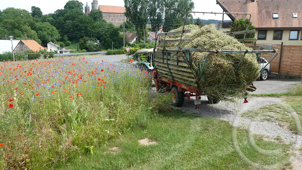 Ein Landwirt hilft beim Aufladen und nutzt das Heu als wertvolles, eiweiß- und ballaststoffreiches Tierfutter (19.06.2021)